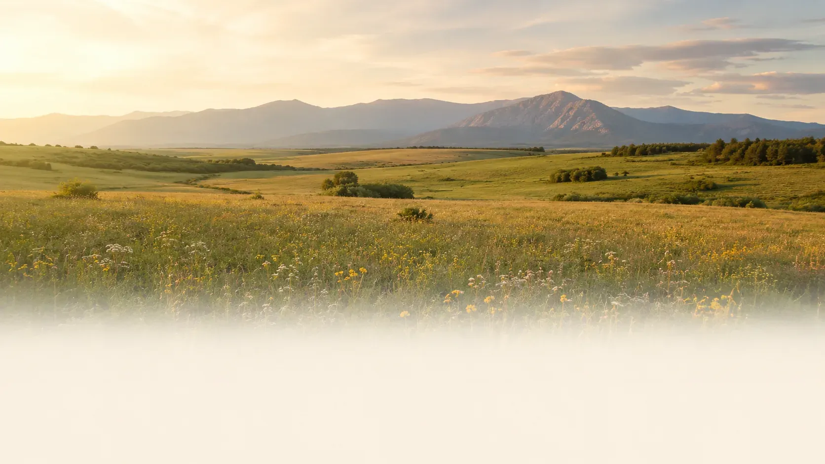 A wildflower meadow at sunset, with the Colorado foothills beyond