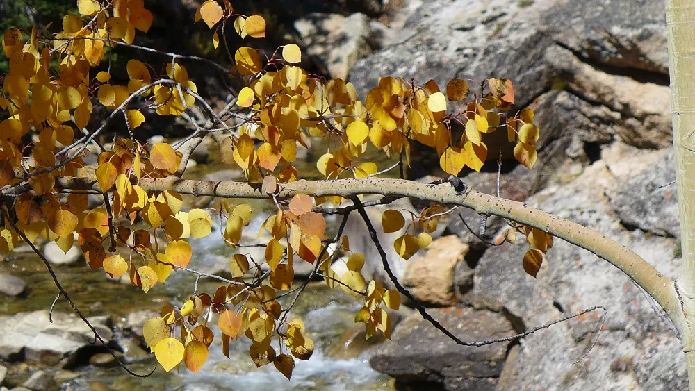 Hojas doradas de álamo sobre un arroyo claro de montaña en las estribaciones de Colorado