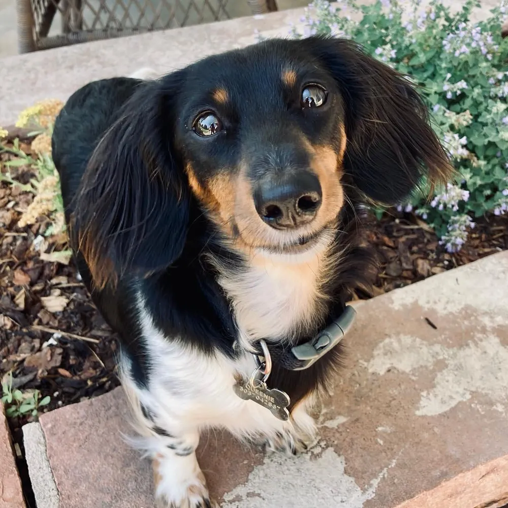 Queenie, a small long-haired dachshund with a black and tan coat, sitting on a stone step beside a flowering garden.