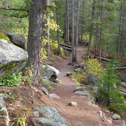 A quiet footpath beside a Front Range creek
