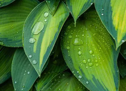 Fresh dew gathered on green leaves